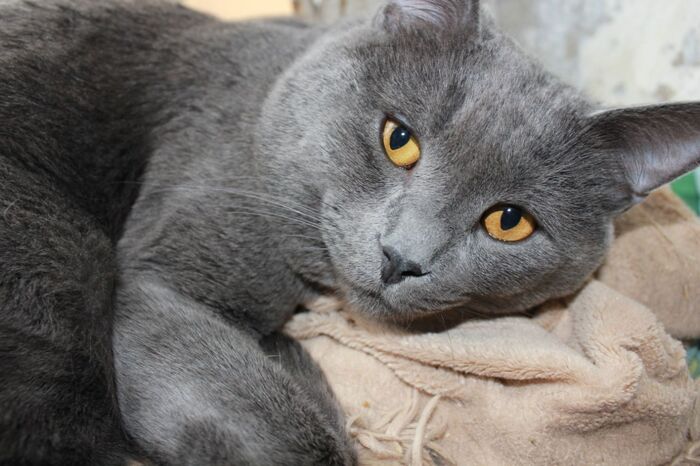 Хвостатая банда Кот, Без рейтинга, Помощь животным, Длиннопост