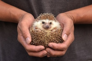    . 29  1783 .       .  (240   )