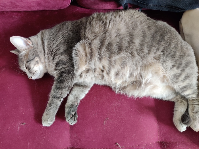 Прошу помощи у ветеринаров