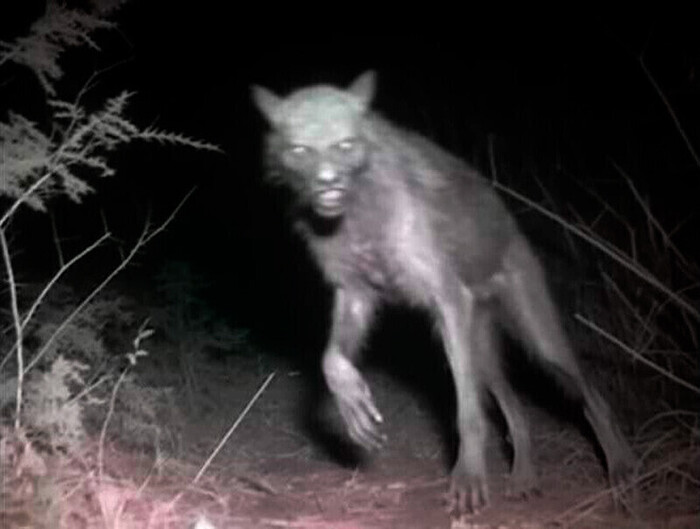 Оборотень в лесу?
