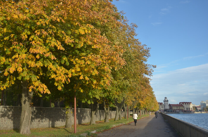 Калининград одним днём