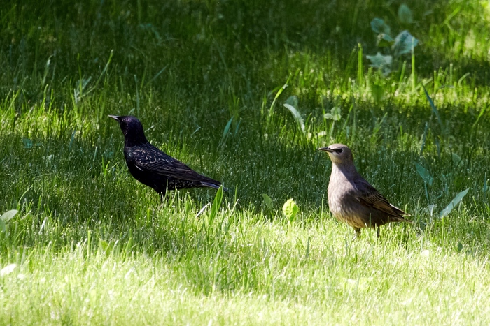 Скворцы | Пикабу