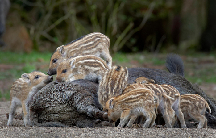 Ученые полагают, что полосатая окраска молодняка есть не что иное, как наследие далёких предков. Такая расцветка была очень «модной» в древней кайнозойской фауне