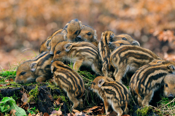 Число поросят в одном помёте может достигать дюжины — никакие крупные животные, кроме свиней, неспособны произвести на свет столь богатое потомство