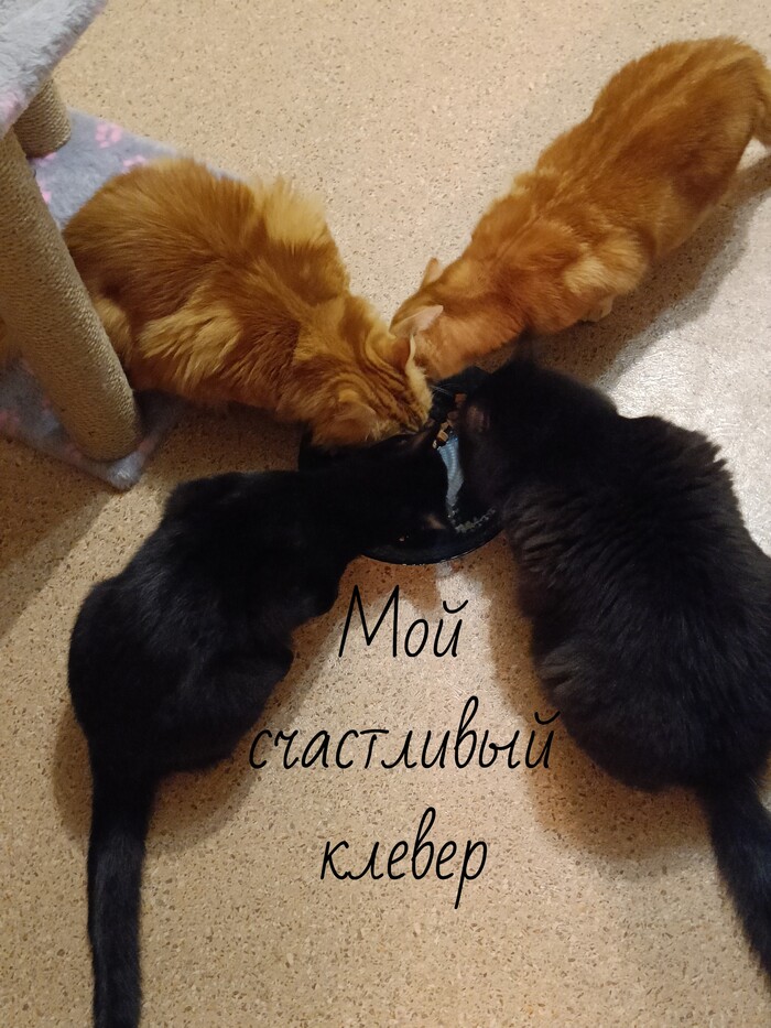 Ответ на пост «30 ноября и мемные питомцы»