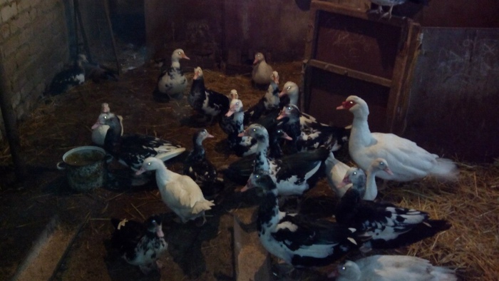 Это первое поколение и подросший молодняк.Зима, по этому они не на улице.