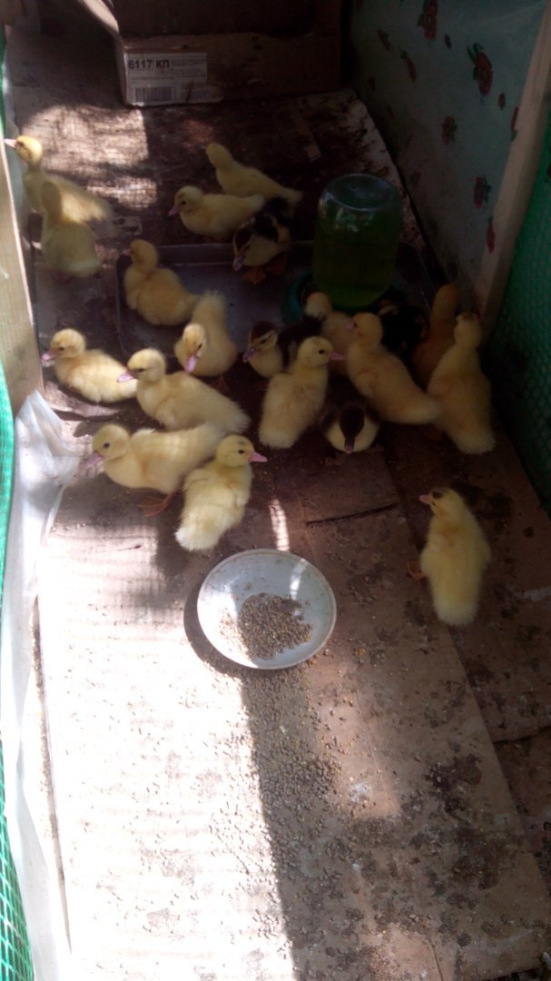 Это подрощеный молодняк переведенный на улицу.