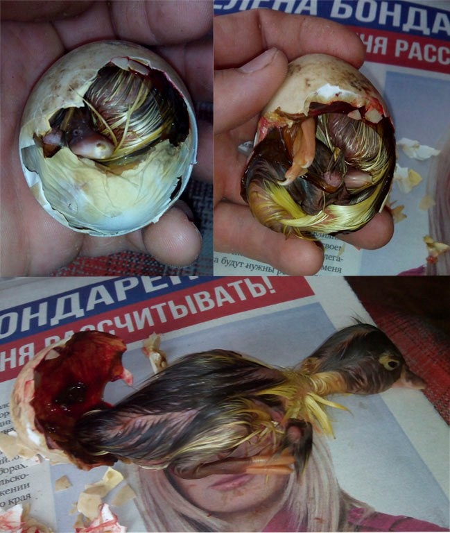 Плёнка уже начала подсыхать, для раздумий не было времени.