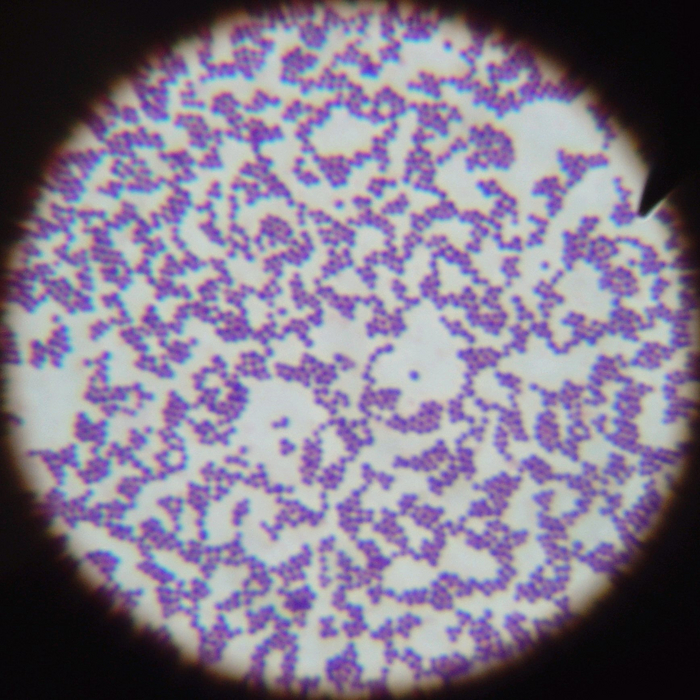 Калейдоскоп врача лабораторной диагностики.