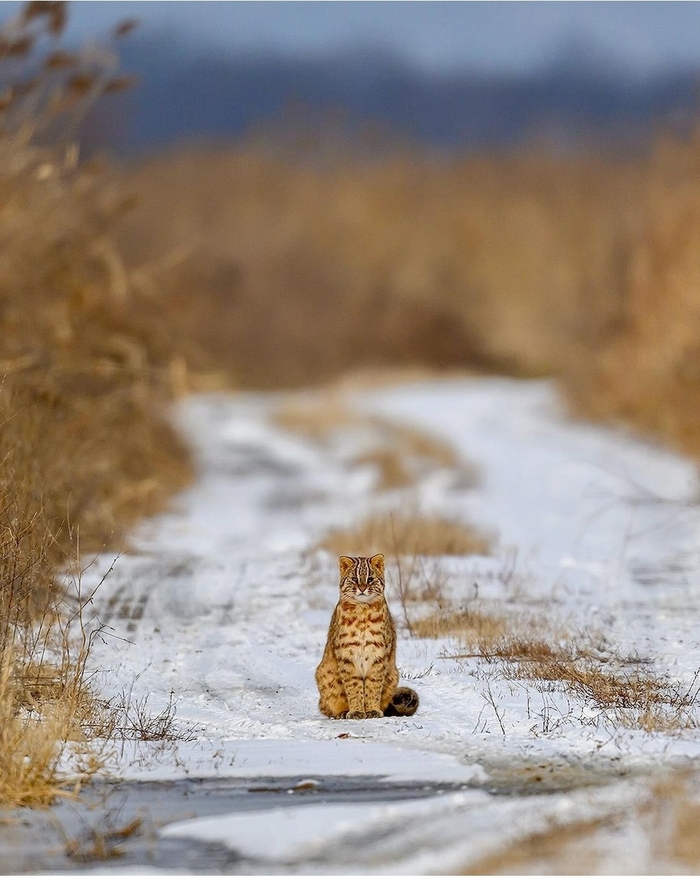 Дальневосточный камышовый кот - 59 фото