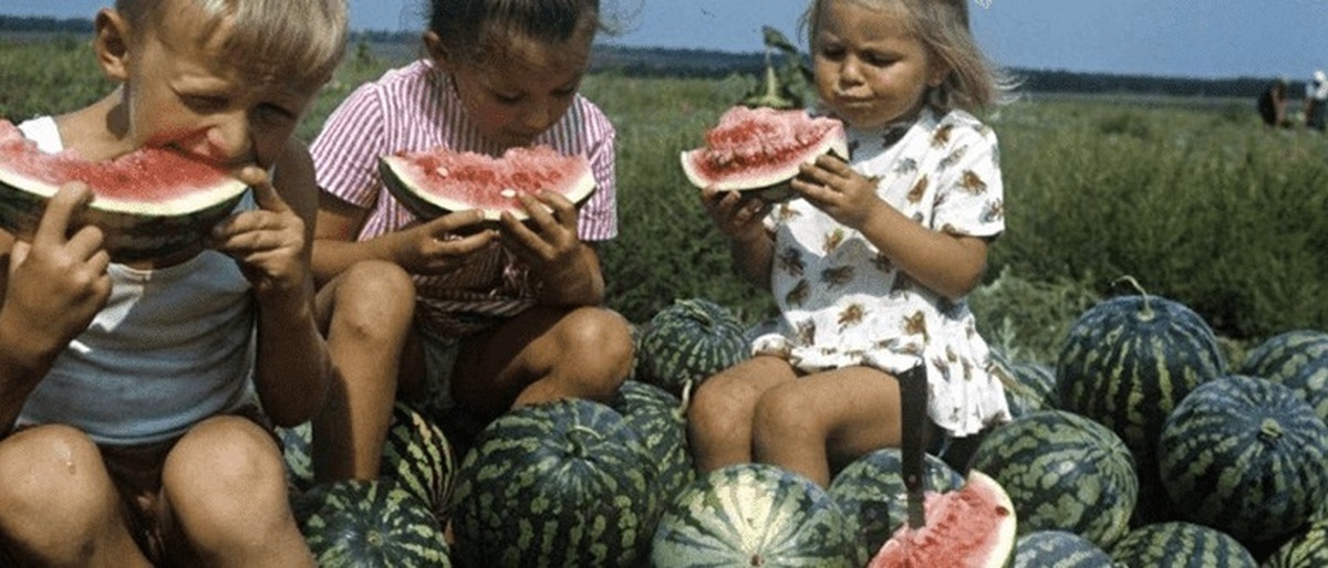 советский союз арбуз. сбор арбузов. советские арбузы. советский союз арбуз. советские сорта арбузов.