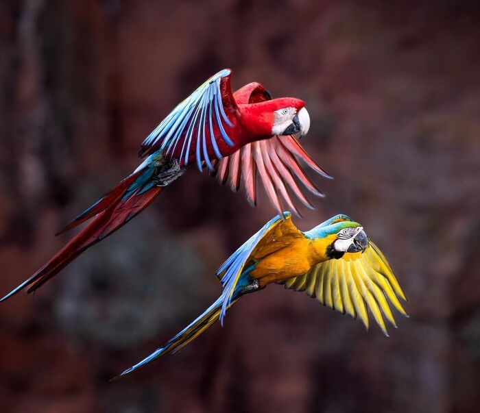 Разноцветье