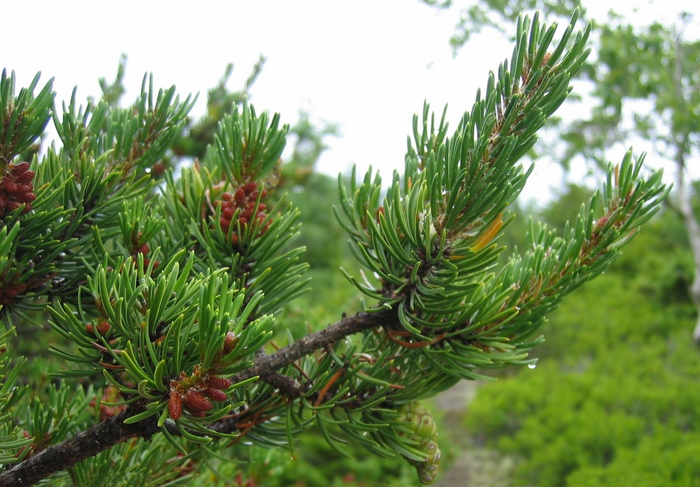 Хвоя сосны Банкса