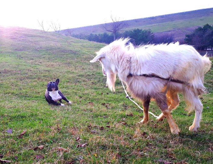 Наша Собаня, городской житель, впервые на загородной прогулке увидела козочку. Немного удивилась. Знакомство быстро закончилось. ( никто не пострадал))