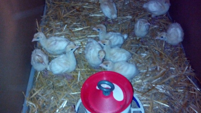 Недельные индюшата