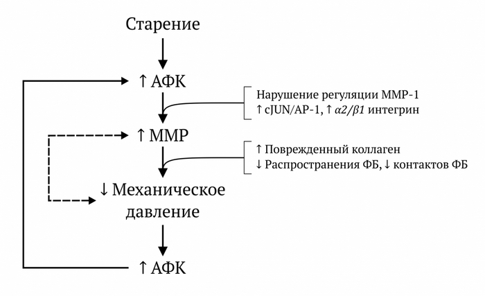Рисунок 4 | Механизм преждевременного старения, обусловленного курением