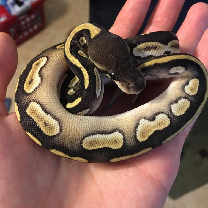 ���� ������������ ������ (�����) �� ���������. ��������, ������? ��� ������ ����� �������?