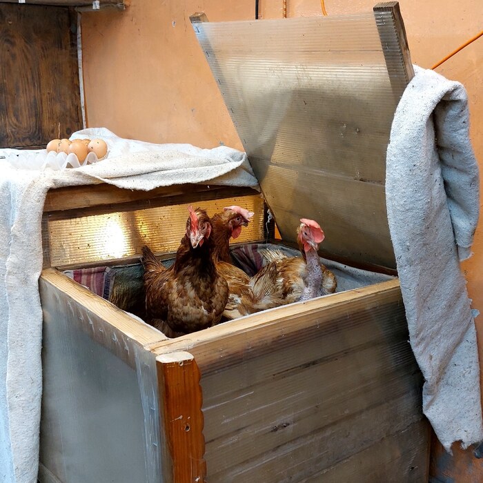 Как приготовить курицу