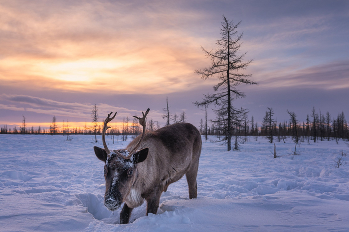 Северный олень раскапывает снежные сугробы на Ямале