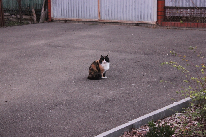 ���� (��������)