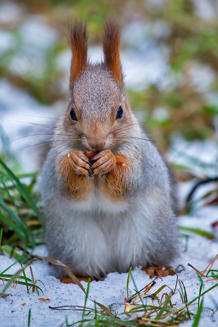 фотографии Владимира Габова, Новосибирск