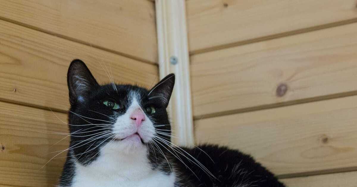 Маркизный окрас у кошек