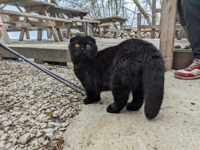 Котик Зевс передает привет с Ликийской тропы