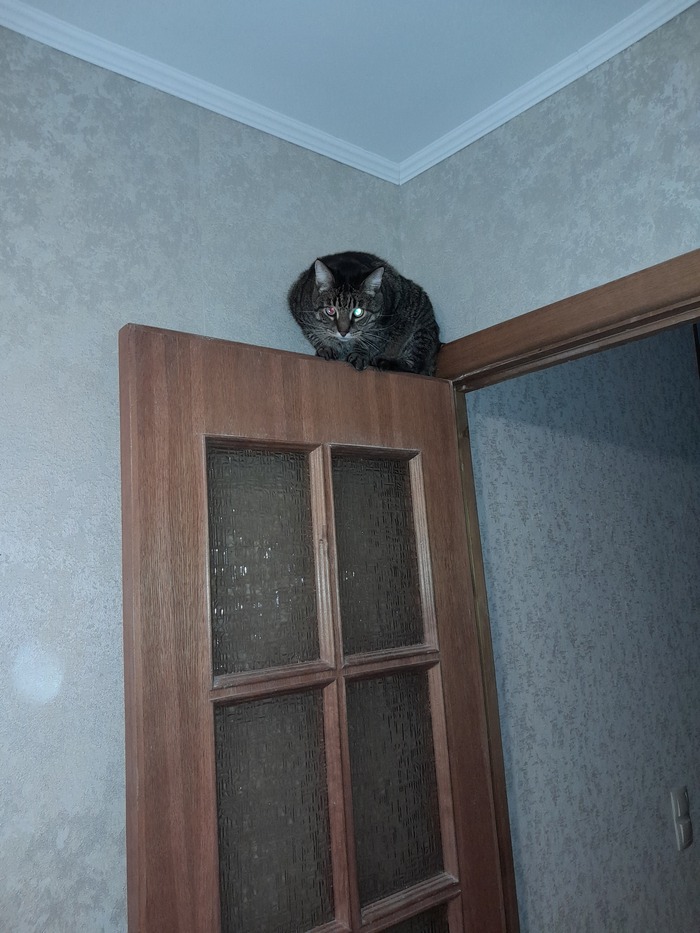 Кот терминатор