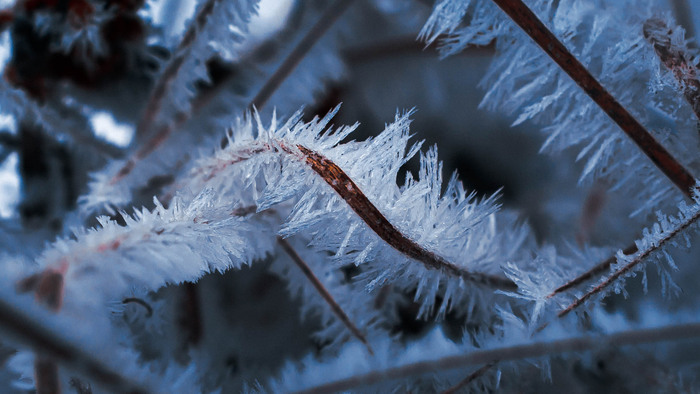ДНК зимы Фотография, Лес, Природа, Лед, Иней, Мороз