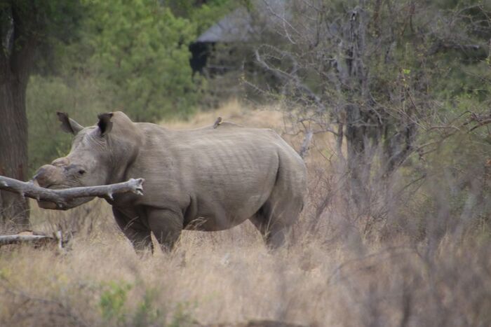 Безрогие носороги Носорог, ЮАР, Кения, Сафари, Национальный парк Крюгера, Нетрадиционная медицина, Длиннопост