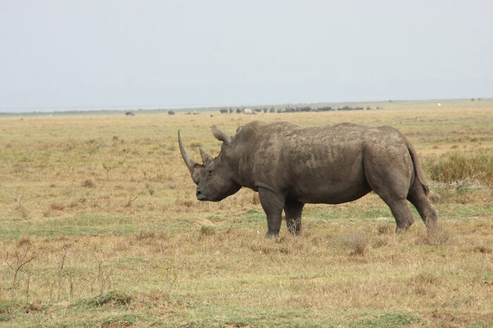 ������ �������, ������������ ���� ��������, �����, ������� 2014