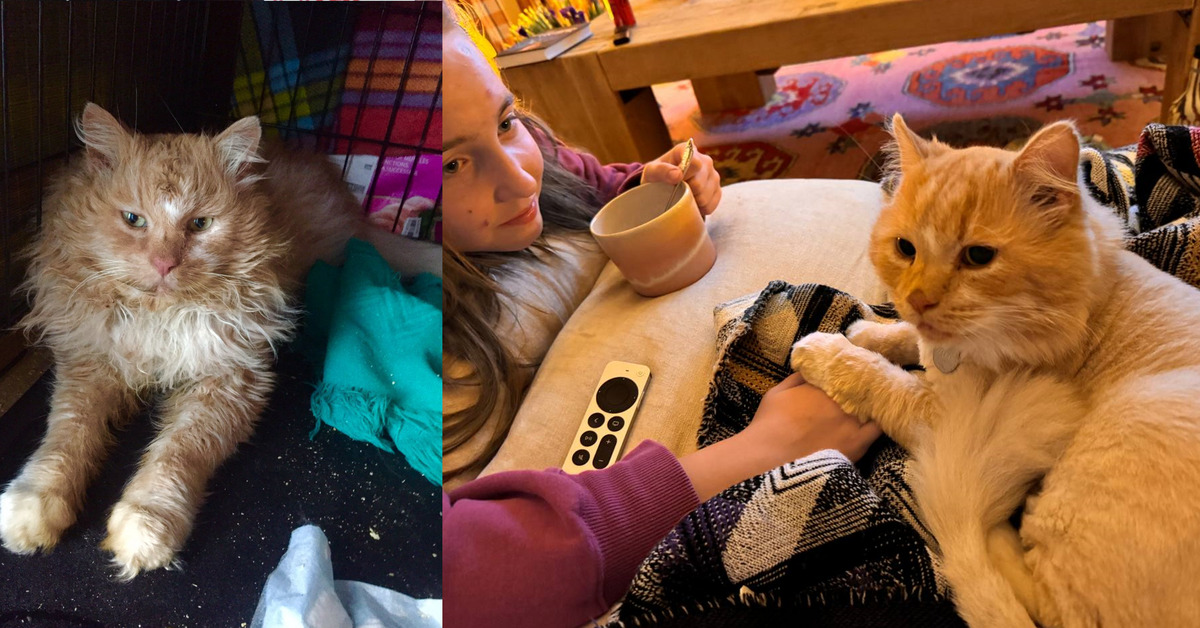 Пикабу animalrescueed