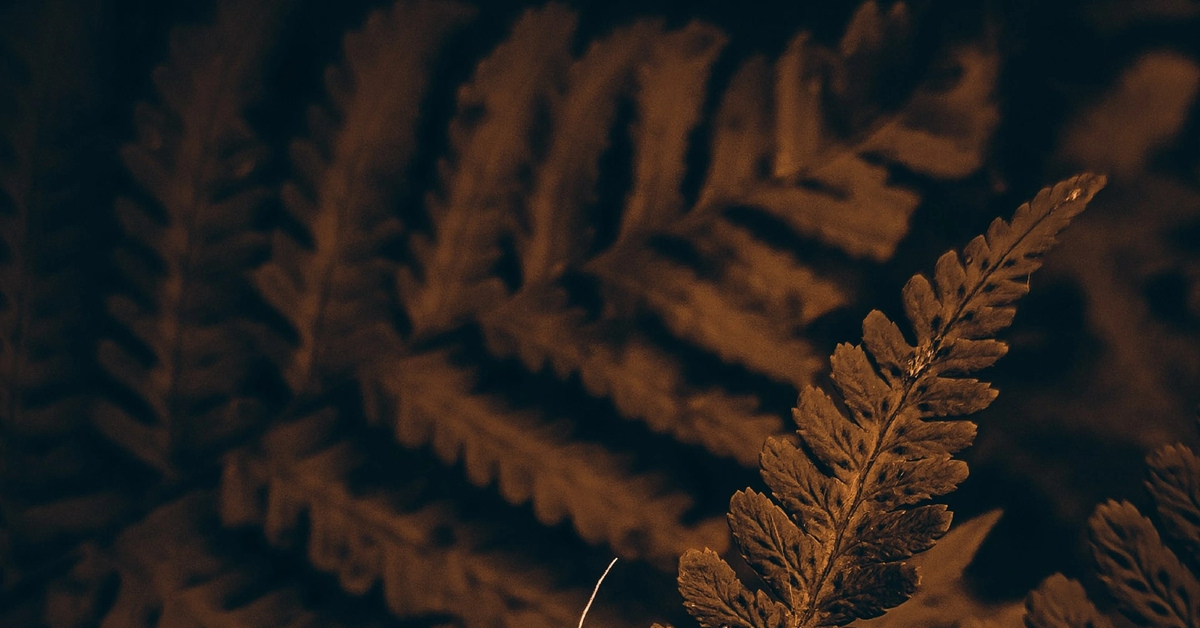 Яблонная моль на папоротнике | Пикабу