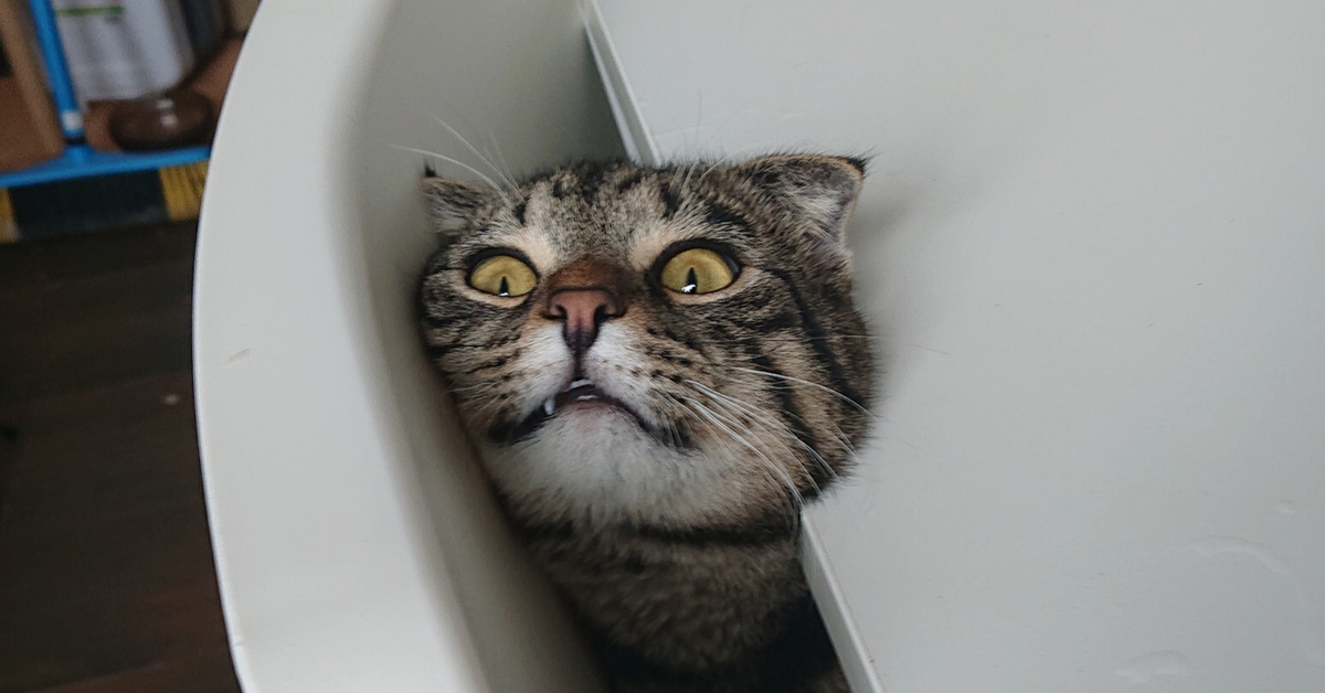 Вообще то это кот. Вообще то это кот