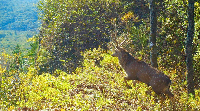Пятнистый олень — одно из самых красивых и грациозных животных. Кажется, он создан для волшебных сказок и романтических фильмов