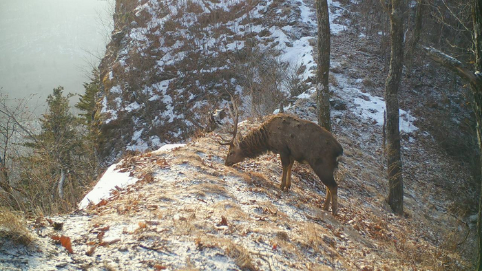 Рыжая с белыми пятнами «летняя» шкура зимой приобретает тёмно-серый цвет, а пятна становятся практически незаметными