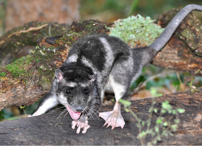 Водяной опоссум, плавающая сумчатая крыса