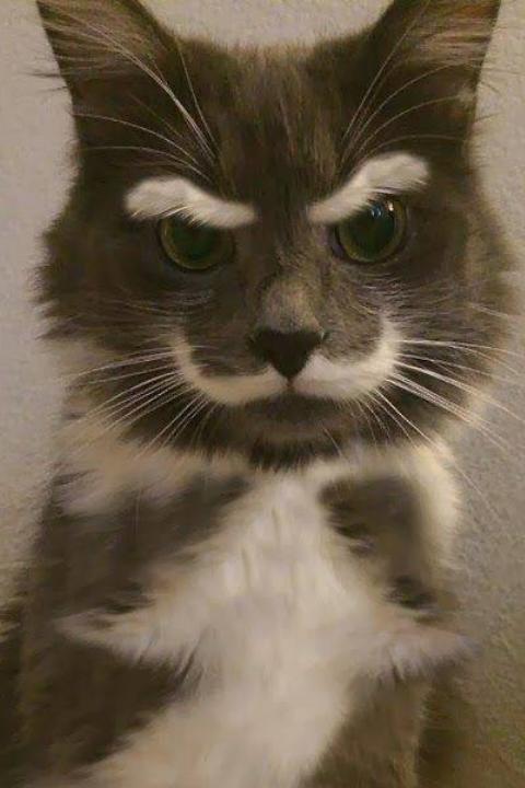 Вот такой вот я красавец