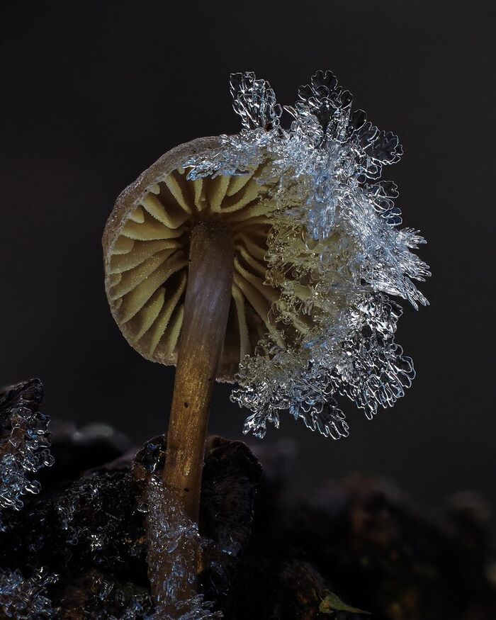 Conifercone Cap, Baeospora myosura.