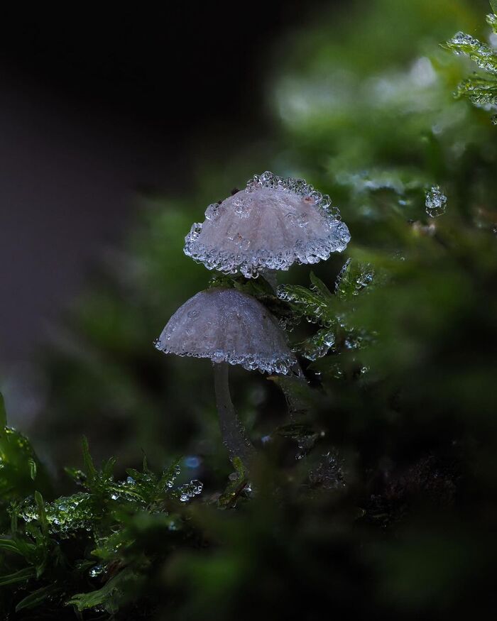 Mycena sp.