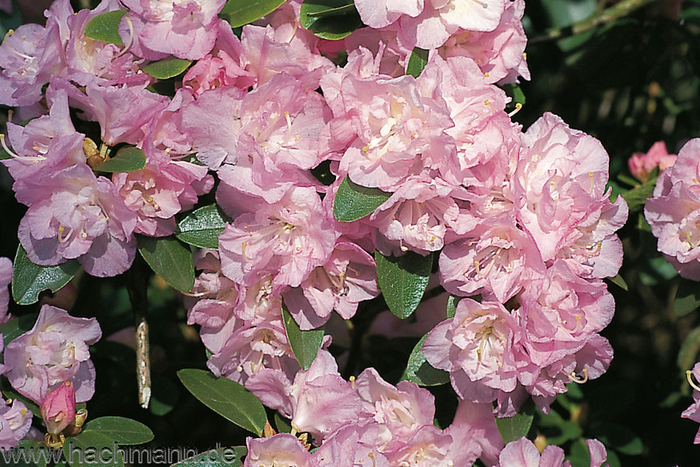    <!--noindex--><a href="https://pikabu.ru/story/kakie_rododendronyi_ya_zakazala_v_yetom_godu_vdobavok_k_imeyushchimsya_112ti_10903342?u=http%3A%2F%2FHachmann.de&t=Hachmann.de&h=a66c5c961db8e0d2c29b5023f9661e1006289c9a" title="http://Hachmann.de" target="_blank" rel="nofollow noopener">Hachmann.de</a><!--/noindex-->