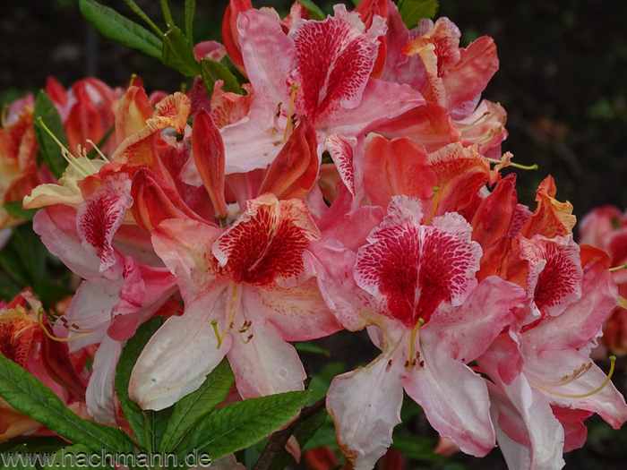    <!--noindex--><a href="https://pikabu.ru/story/kakie_rododendronyi_ya_zakazala_v_yetom_godu_vdobavok_k_imeyushchimsya_112ti_10903342?u=http%3A%2F%2FHachmann.de&t=Hachmann.de&h=a66c5c961db8e0d2c29b5023f9661e1006289c9a" title="http://Hachmann.de" target="_blank" rel="nofollow noopener">Hachmann.de</a><!--/noindex-->