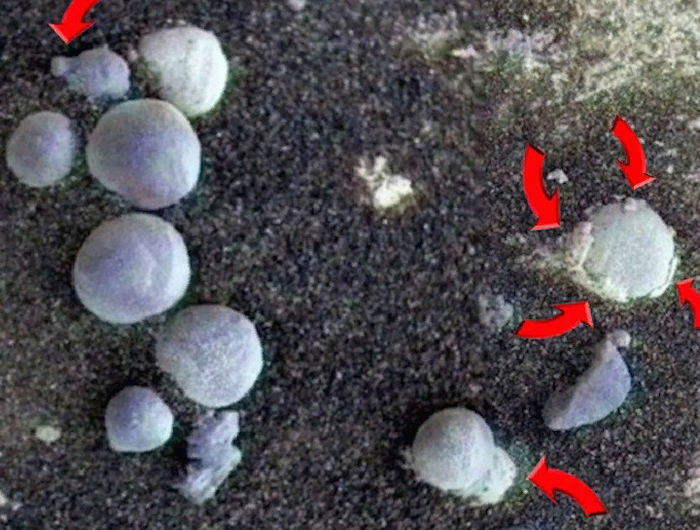 А вот еще фотографии из серии "марсианские грибы". Взято из Яндекс-картинок