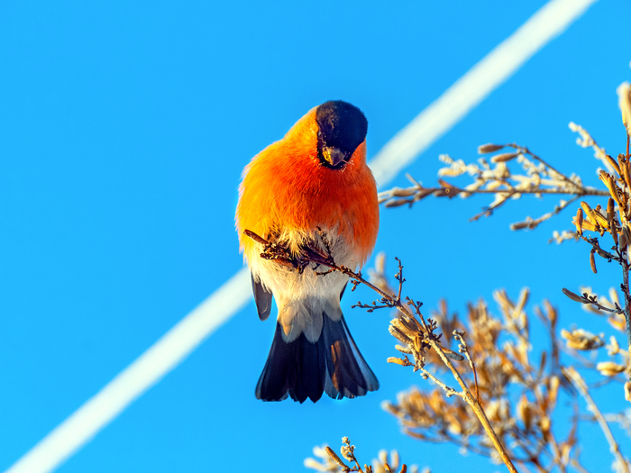 Птичка | Пикабу