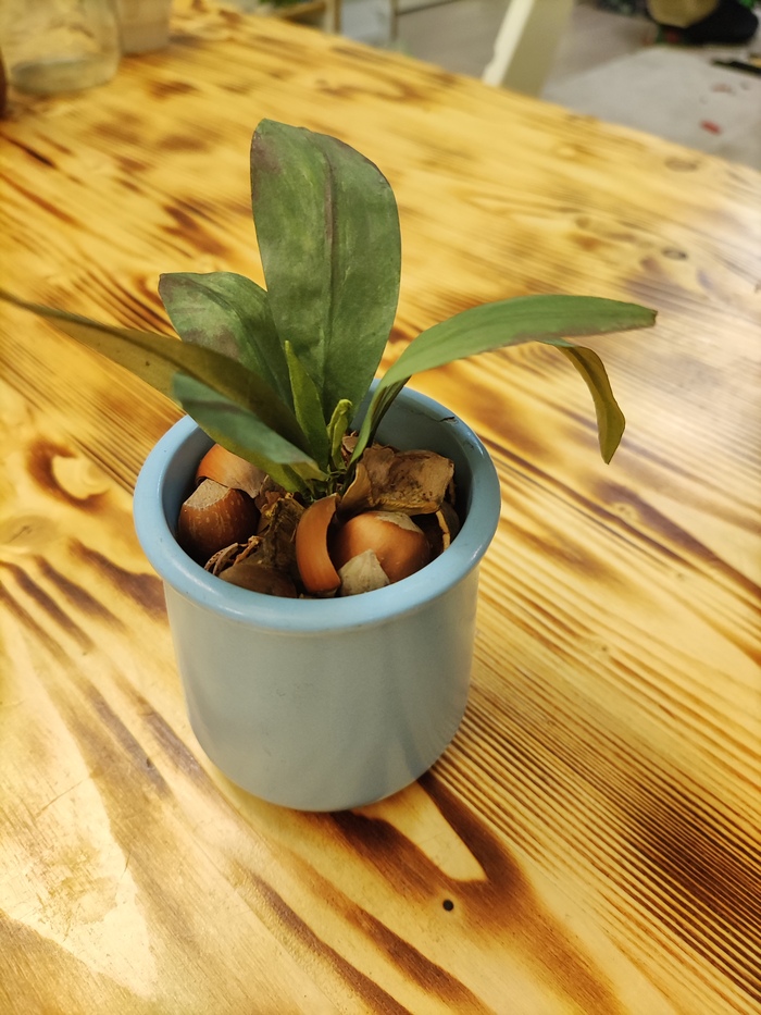 Цветок из бумаги