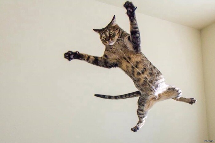 Уууу сюка, берегись, ходячий животный белок