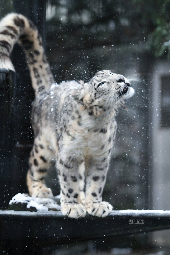 Снег и снежный :3