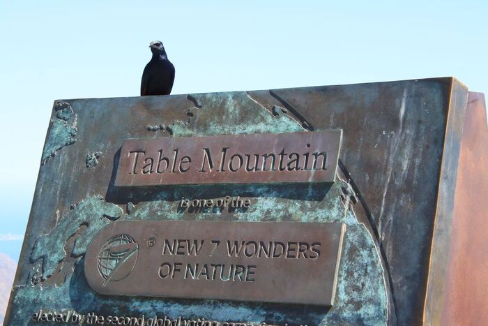 А это уже скворец, наверное про него ниже и написали, про 7 современных чудес сввета