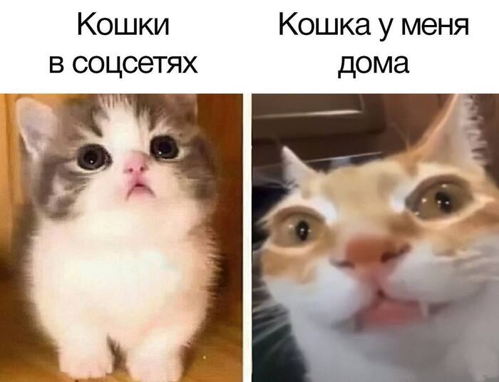 ,   - 