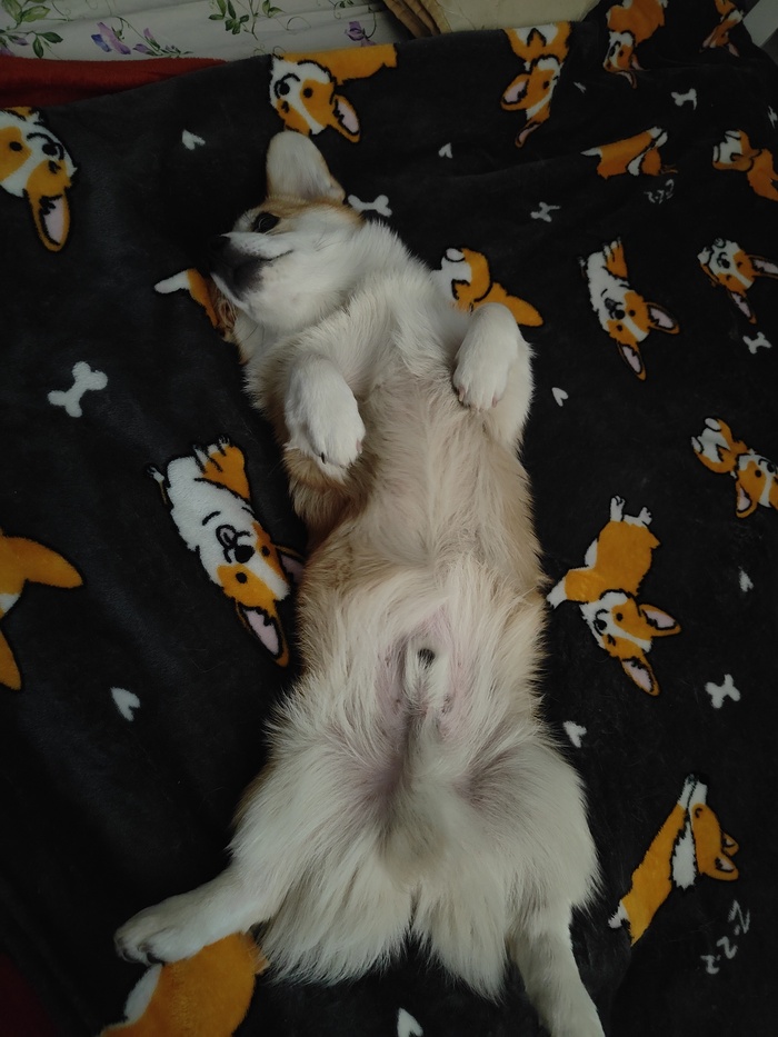 Немного Фокса на Фоксах в ленту)) Корги, Вельш корги пемброк, Собака, Мобильная фотография, Плед, Кровать, Расслабление, Длиннопост